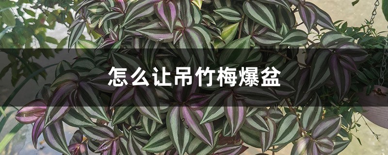 怎么让吊竹梅爆盆,徒长怎么办 怎么让吊竹梅爆盆,徒长怎么办