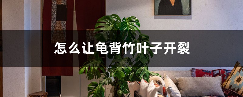 怎么让龟背竹叶子开裂,枯叶怎么处理 怎么让龟背竹叶子开裂,枯叶怎么处理