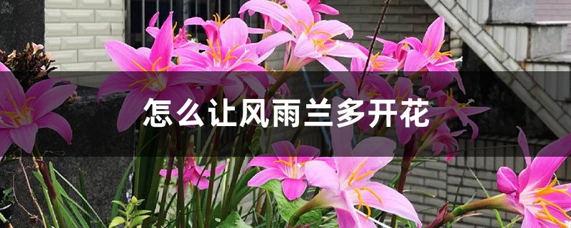 怎么让风雨兰多开花,花后怎么处理 怎么让风雨兰多开花,花后怎么处理