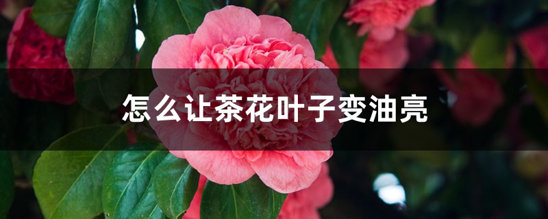 怎么让茶花叶子变油亮,可以喷啤酒吗 怎么让茶花叶子变油亮,可以喷啤酒吗