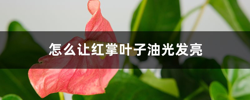 怎么让红掌叶子油光发亮,发黄怎么补救 怎么让红掌叶子油光发亮,发黄怎么补救