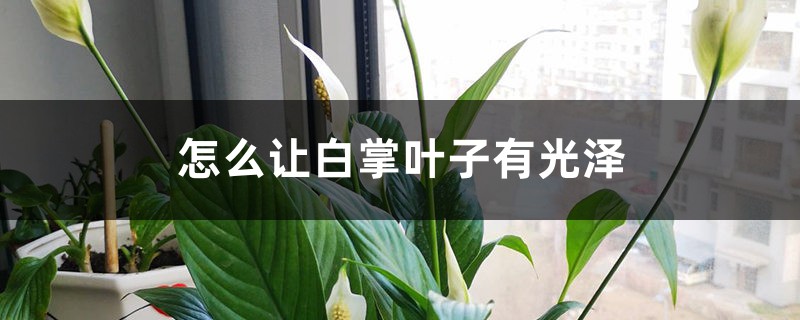 怎么让白掌叶子有光泽,变大变厚 怎么让白掌叶子有光泽,变大变厚