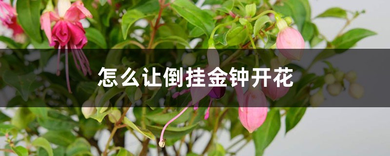 怎么让倒挂金钟开花,开完花怎么办 怎么让倒挂金钟开花,开完花怎么办