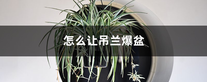 怎么让吊兰爆盆,如何快速抽藤 怎么让吊兰爆盆,如何快速抽藤