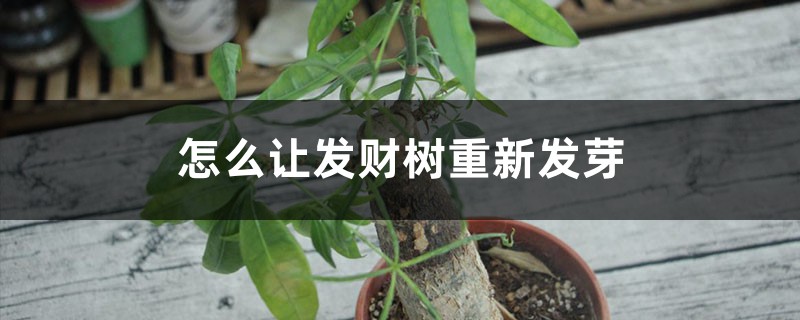 怎么让发财树重新发芽,发芽后怎么培育 怎么让发财树重新发芽,发芽后怎么培育