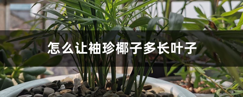 怎么让袖珍椰子多长叶子,叶子发黄干枯怎么办 怎么让袖珍椰子多长叶子,叶子发黄干枯怎么办