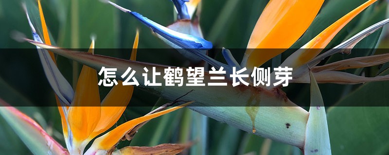 怎么让鹤望兰长侧芽,剪光叶子还能再长吗 怎么让鹤望兰长侧芽,剪光叶子还能再长吗