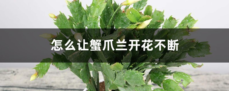 怎么让蟹爪兰开花不断,开花后怎样养护 怎么让蟹爪兰开花不断,开花后怎样养护