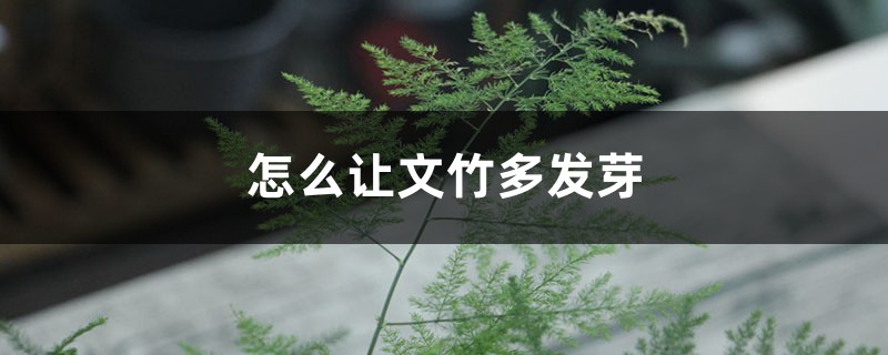 怎么让文竹多发芽,新芽如何掐尖 怎么让文竹多发芽,新芽如何掐尖