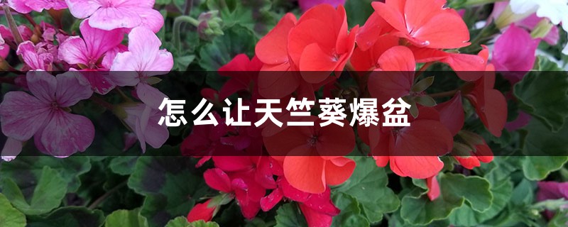 怎么让天竺葵爆盆,徒长怎么办 怎么让天竺葵爆盆,徒长怎么办