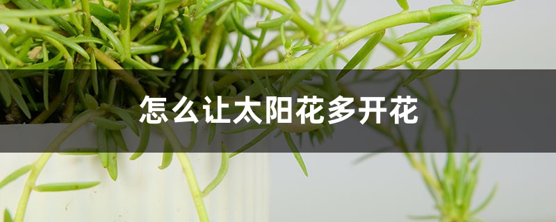 怎么让太阳花多开花,花朵小怎么回事 怎么让太阳花多开花,花朵小怎么回事