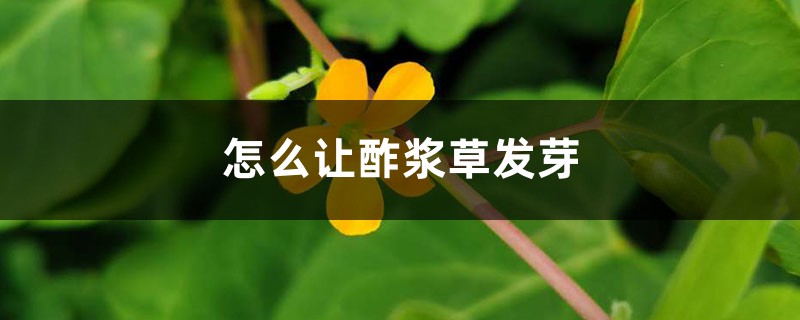 怎么让酢浆草发芽,球根怎么种 怎么让酢浆草发芽,球根怎么种