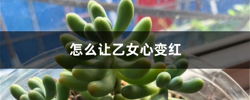 怎么让乙女心变红,徒长怎么办 怎么让乙女心变红,徒长怎么办