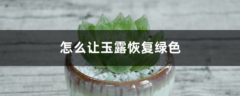 怎么让玉露恢复绿色,发黑干瘪了怎么办 怎么让玉露恢复绿色,发黑干瘪了怎么办