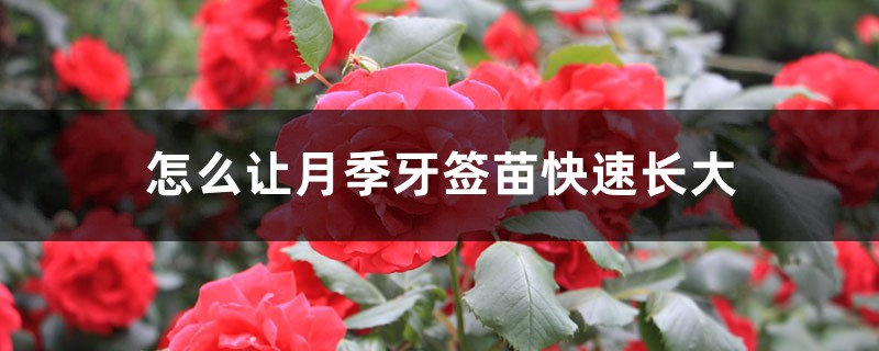 怎么让月季牙签苗快速长大,牙签苗如何过冬 怎么让月季牙签苗快速长大,牙签苗如何过冬