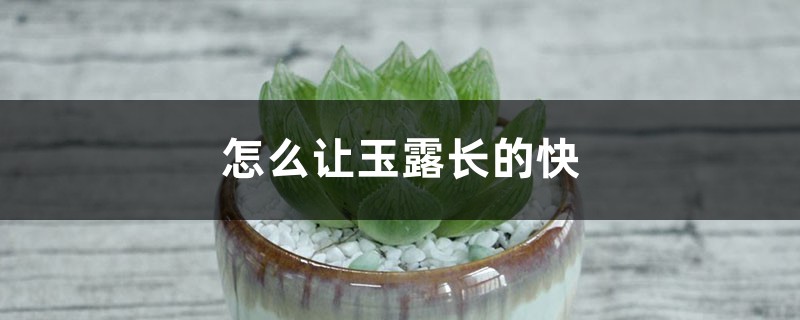 怎么让玉露长的快,长得紧凑 怎么让玉露长的快,长得紧凑