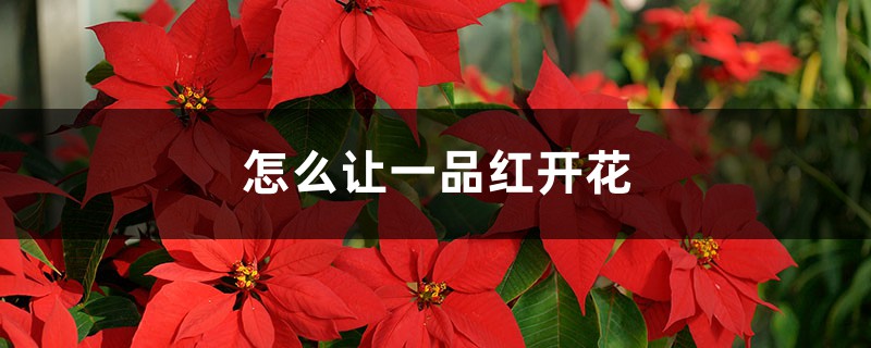 怎么让一品红开花,开完花怎么处理 怎么让一品红开花,开完花怎么处理