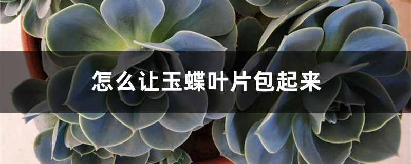 怎么让玉蝶叶片包起来,怎么养 怎么让玉蝶叶片包起来,怎么养