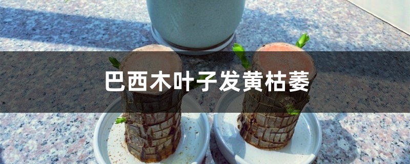 巴西木叶子发黄枯萎怎么办 巴西木叶子发黄枯萎怎么办