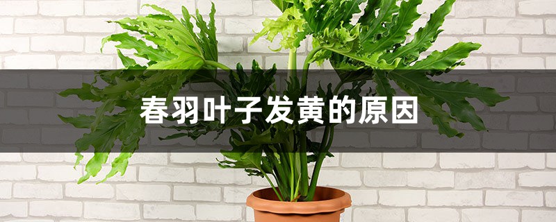 春羽叶子发黄的原因,黄叶怎么办 春羽叶子发黄的原因,黄叶怎么办