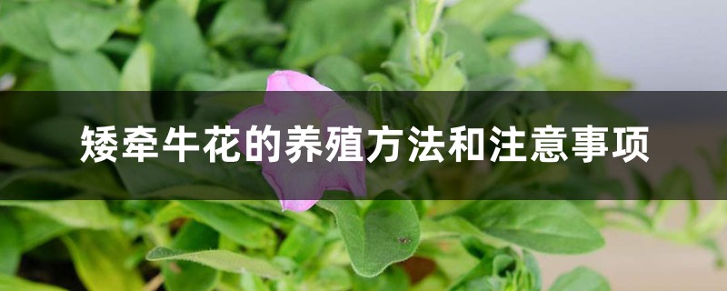 矮牵牛花的养殖方法和注意事项 矮牵牛花的养殖方法和注意事项