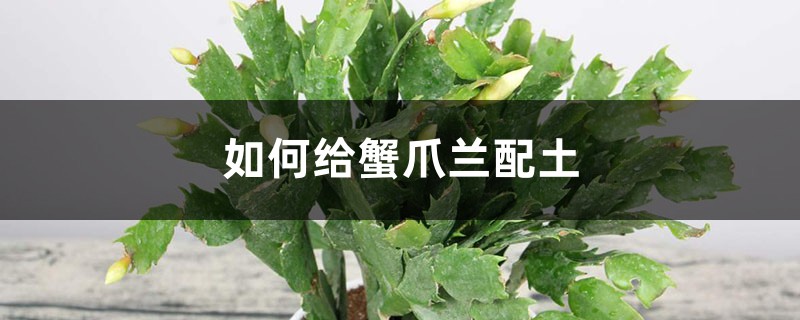 如何给蟹爪兰配土,喜欢酸性土壤还是碱性土壤 如何给蟹爪兰配土,喜欢酸性土壤还是碱性土壤