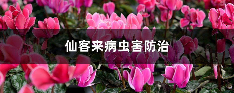 仙客来病虫害防治,病害有几种 仙客来病虫害防治,病害有几种