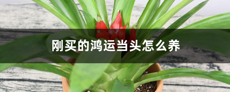 刚买的鸿运当头怎么养,怎么浇水 刚买的鸿运当头怎么养,怎么浇水