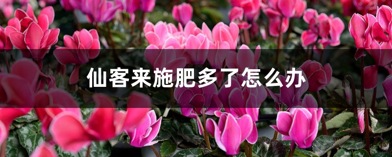 仙客来施肥多了怎么办,开花期可以施肥吗 仙客来施肥多了怎么办,开花期可以施肥吗