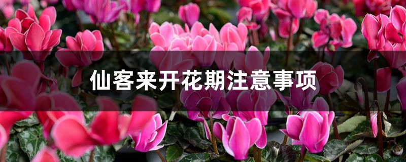 仙客来开花期注意事项,开花的时候叶子黄了怎么办 仙客来开花期注意事项,开花的时候叶子黄了怎么办