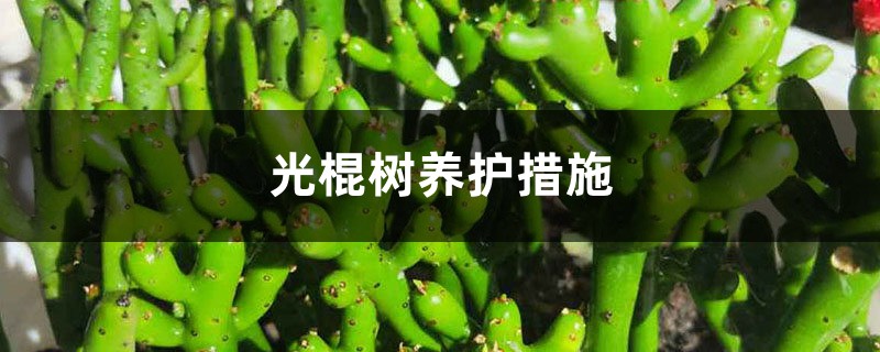 光棍树养护措施,对土壤的要求 光棍树养护措施,对土壤的要求