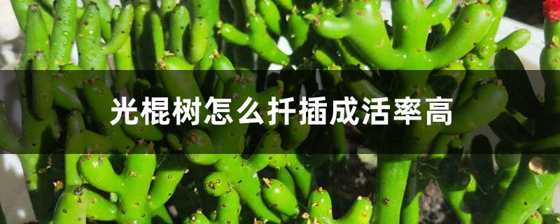 光棍树怎么扦插成活率高,其他繁殖方法 光棍树怎么扦插成活率高,其他繁殖方法