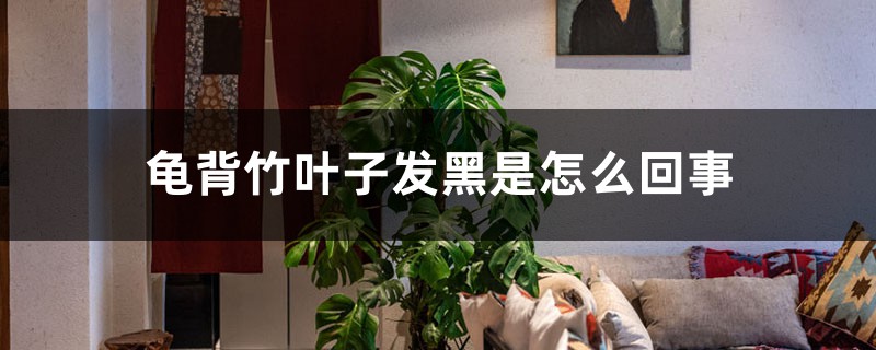 龟背竹叶子发黑是怎么回事,怎么解决 龟背竹叶子发黑是怎么回事,怎么解决