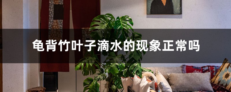 龟背竹叶子滴水的现象正常吗,日常怎么养护 龟背竹叶子滴水的现象正常吗,日常怎么养护