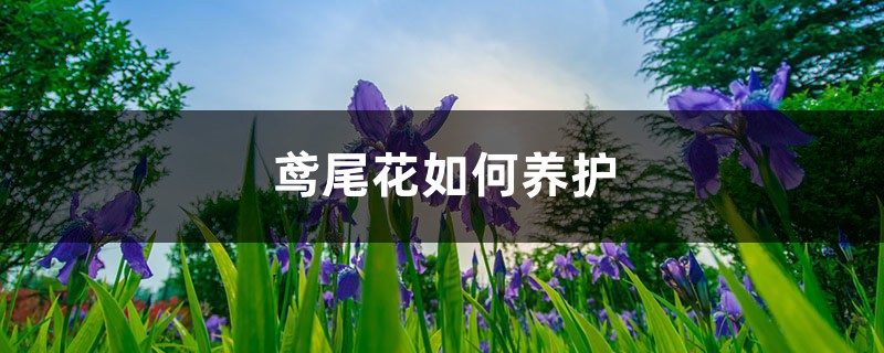 鸢尾花如何养护,繁殖方法有哪些 鸢尾花如何养护,繁殖方法有哪些