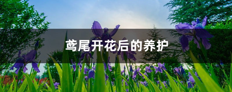 鸢尾开花后的养护,为什么不开花 鸢尾开花后的养护,为什么不开花