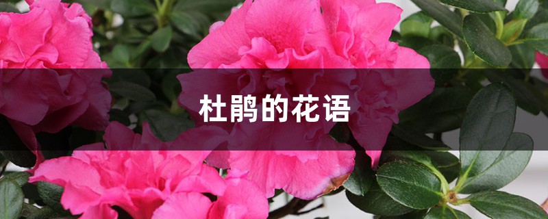 杜鹃的花语和寓意,有什么传说故事 杜鹃的花语和寓意,有什么传说故事