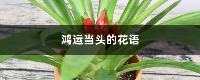 鸿运当头的花语和寓意,送人有什么禁忌 鸿运当头的花语和寓意,送人有什么禁忌