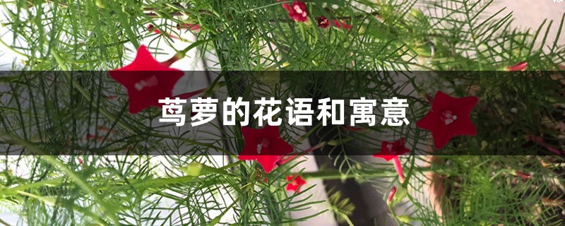茑萝的花语和寓意,适合送给什么人 茑萝的花语和寓意,适合送给什么人