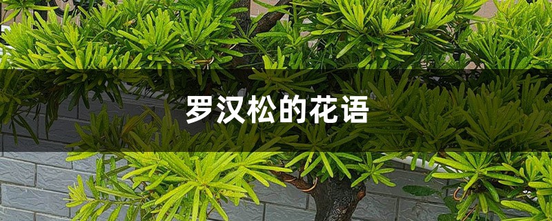 罗汉松的花语和寓意,有什么传说故事 罗汉松的花语和寓意,有什么传说故事