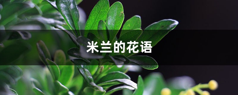 米兰的花语和寓意,有什么传说故事 米兰的花语和寓意,有什么传说故事