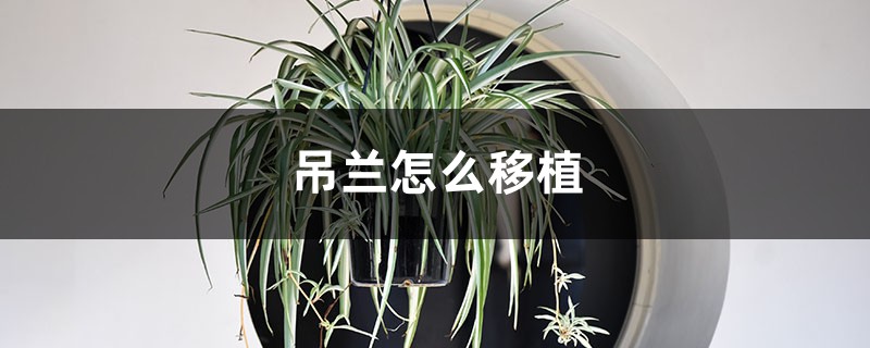 吊兰怎么移植,换完土怎么养 吊兰怎么移植,换完土怎么养