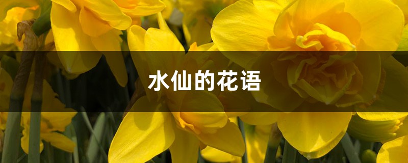 水仙的花语和寓意,有什么传说故事 水仙的花语和寓意,有什么传说故事