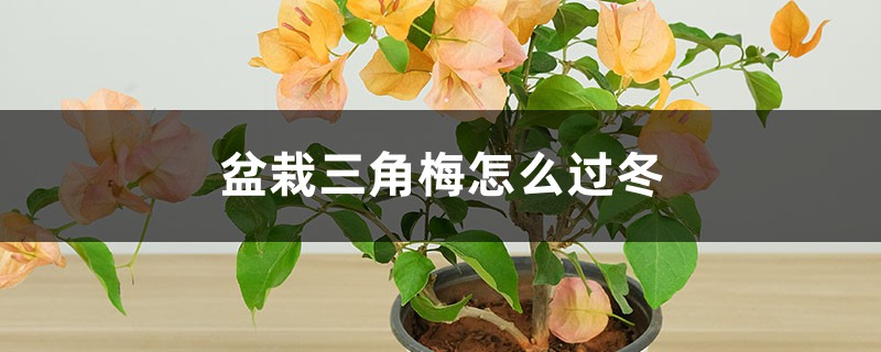 盆栽三角梅怎么过冬,怎么修剪 盆栽三角梅怎么过冬,怎么修剪