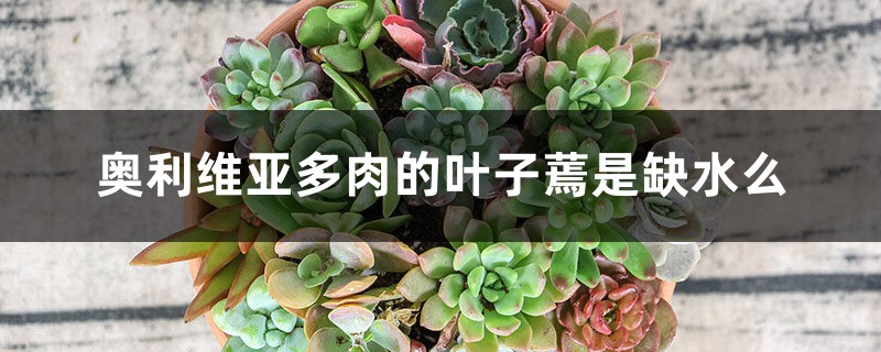 奥利维亚多肉的叶子蔫是缺水么 奥利维亚多肉的叶子蔫是缺水么