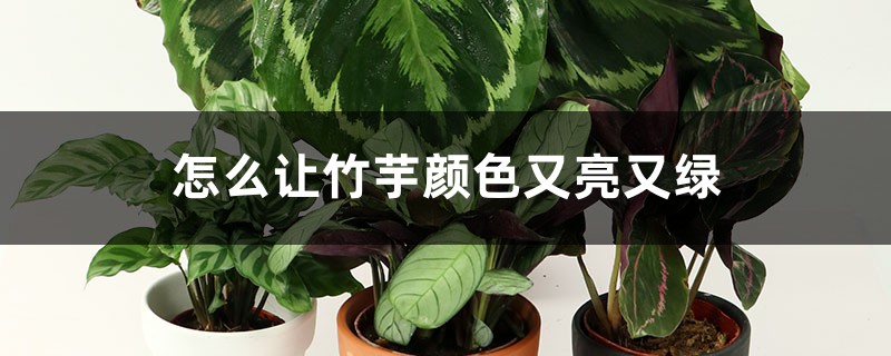 怎么让竹芋颜色又亮又绿,如何养爆盆 怎么让竹芋颜色又亮又绿,如何养爆盆