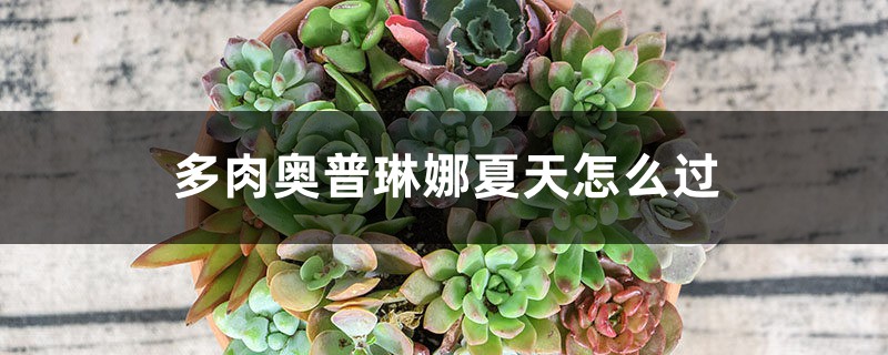 多肉奥普琳娜夏天怎么过 多肉奥普琳娜夏天怎么过