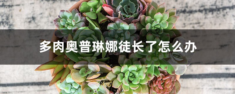 多肉奥普琳娜徒长了怎么办 多肉奥普琳娜徒长了怎么办