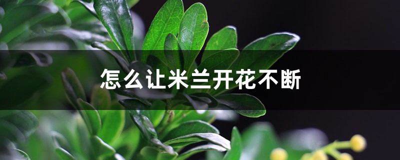 怎么让米兰开花不断,长花苞时能喷水吗 怎么让米兰开花不断,长花苞时能喷水吗