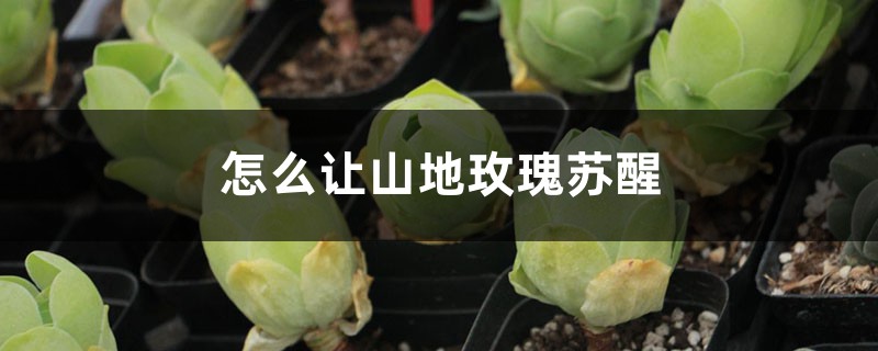怎么让山地玫瑰苏醒,苏醒后怎么养 怎么让山地玫瑰苏醒,苏醒后怎么养